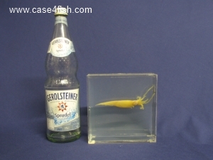 Foto Galerie/Cephalopoda/Alloteuthis subulatus/Alloteuthis subulatus_08_S.jpg